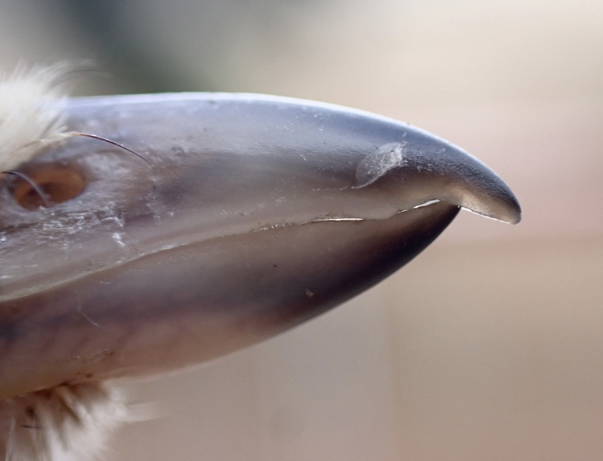 Alcaudón Isabel - ML645537074