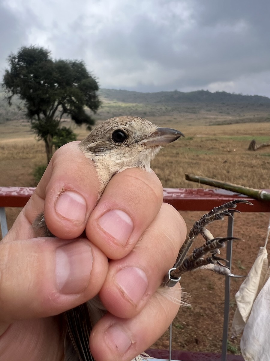 Alcaudón Isabel - ML645537075