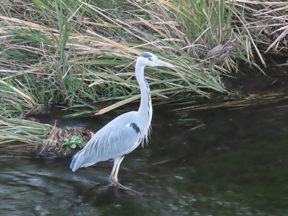 Gray Heron - ML645537079