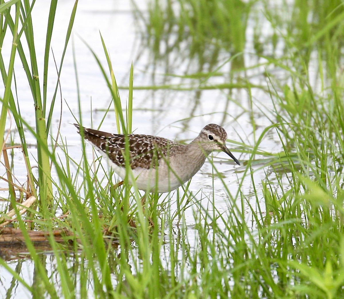 vodouš bahenní - ML645537080