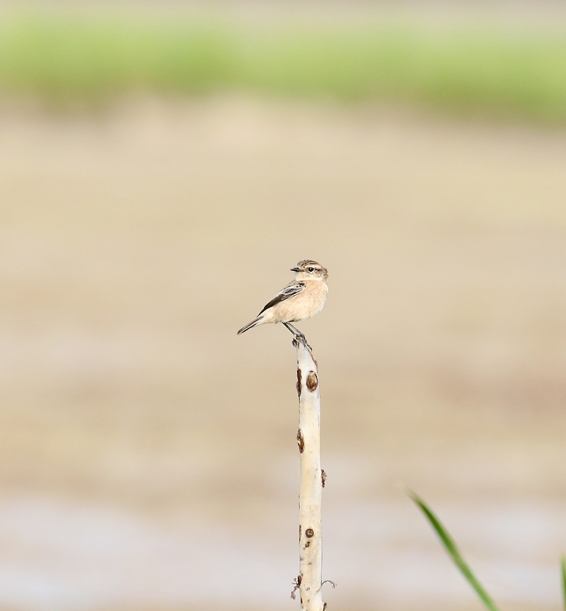 Amur Stonechat - ML645537098