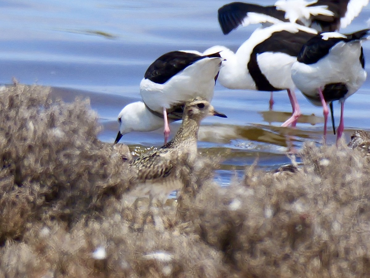 Chorlito Dorado Siberiano - ML645537105