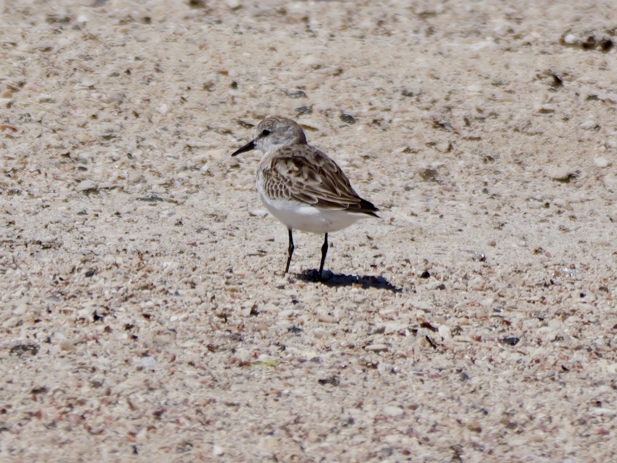 Correlimos Cuellirrojo - ML645537109
