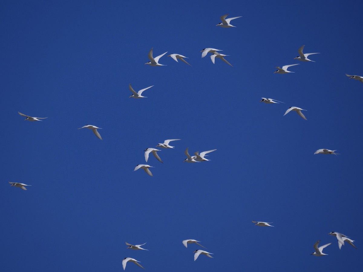 Australian Fairy Tern - ML645537117