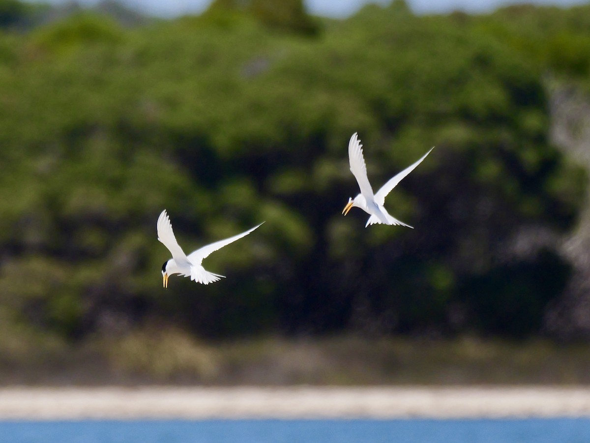Australian Fairy Tern - ML645537118