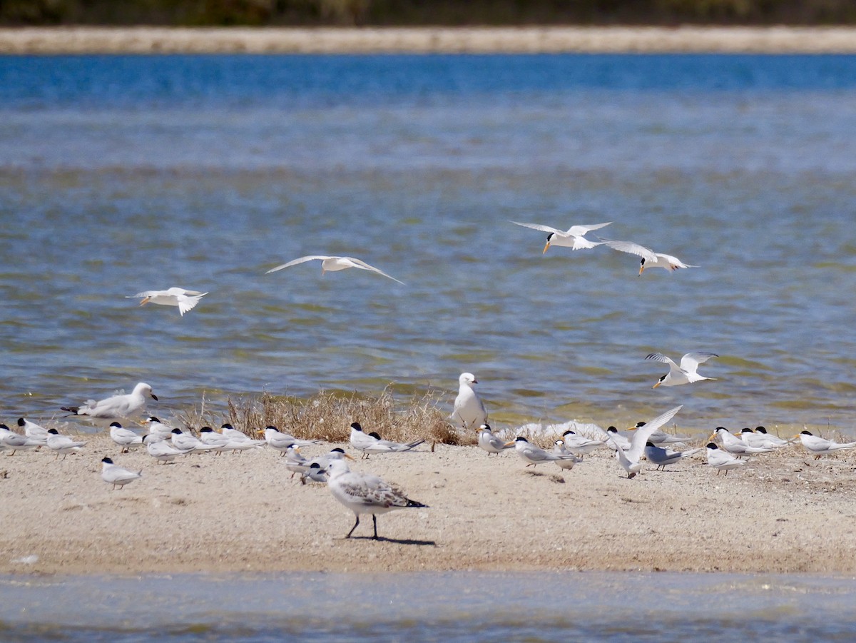 alveterne - ML645537119