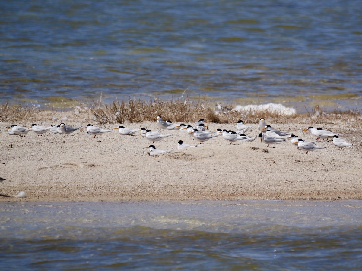 alveterne - ML645537120