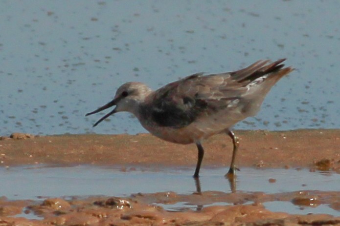 Red Knot - ML645537122