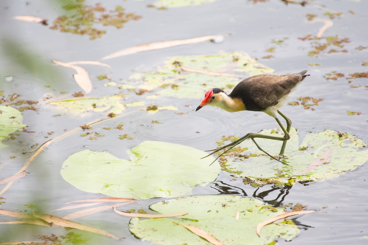 Jacana Crestada - ML645537124