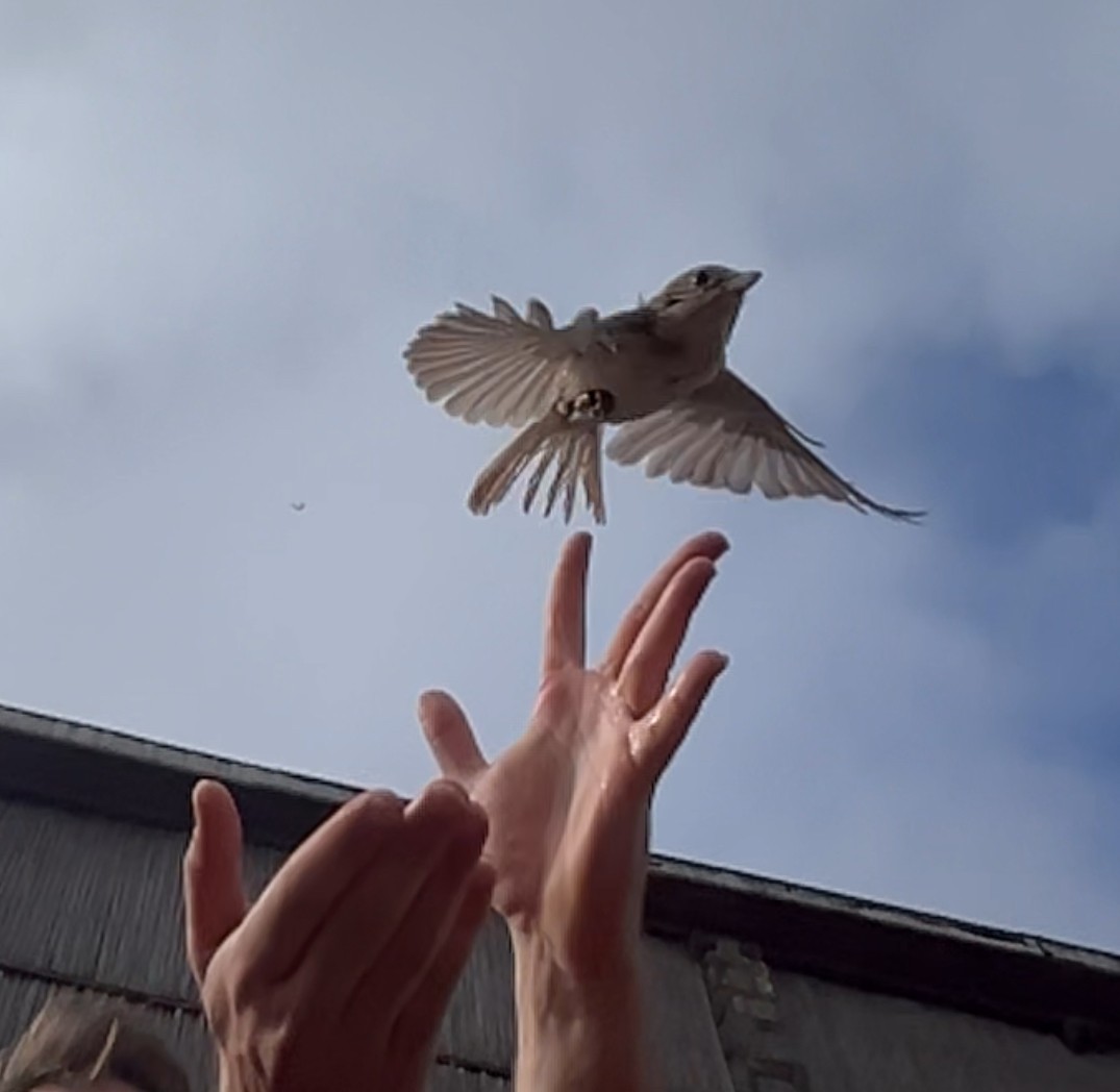 Alcaudón Isabel - ML645537125