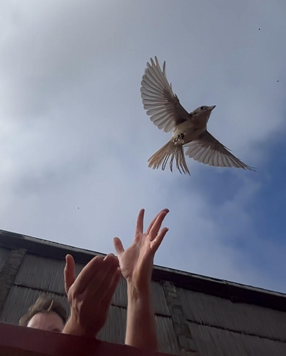 Alcaudón Isabel - ML645537126