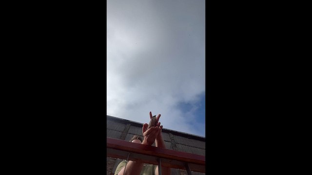 Alcaudón Isabel - ML645537127