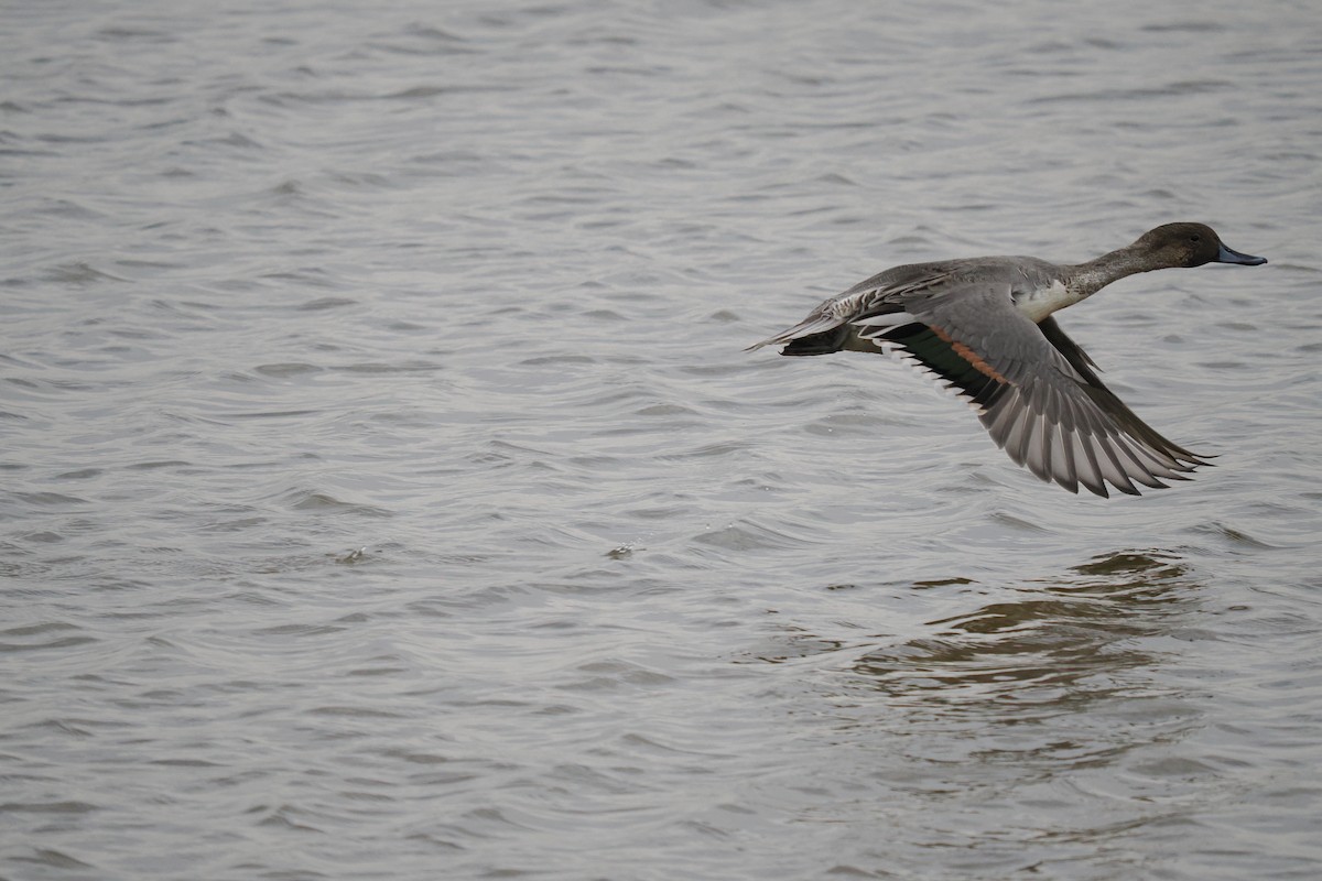 Ánade Rabudo - ML645537129