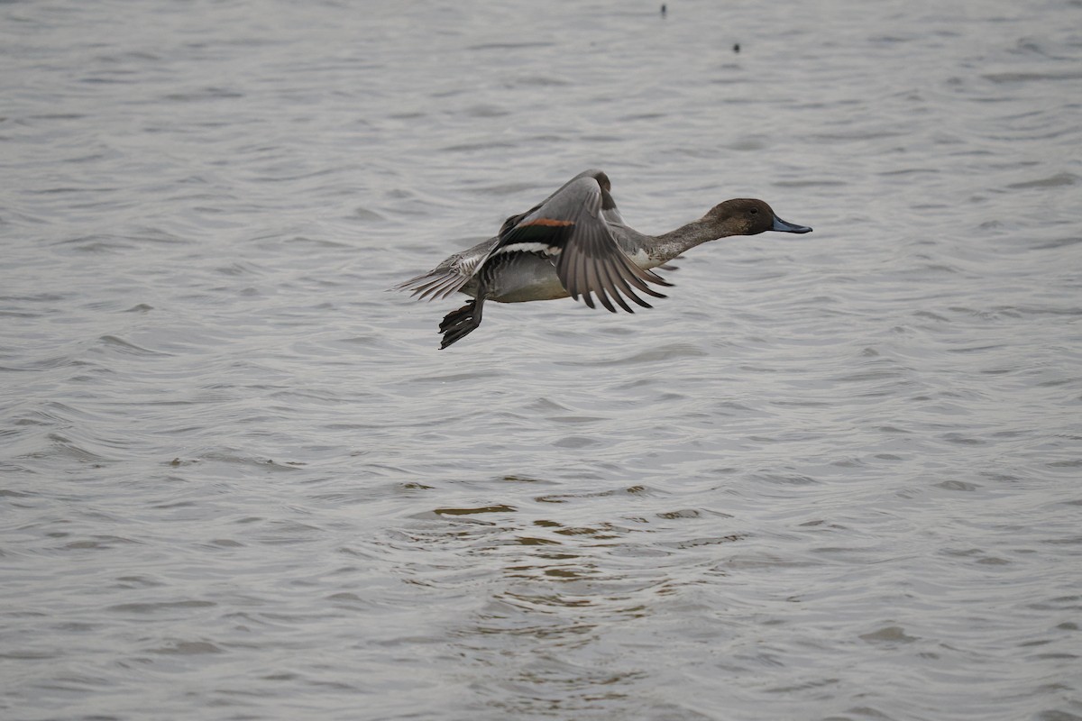 Ánade Rabudo - ML645537130