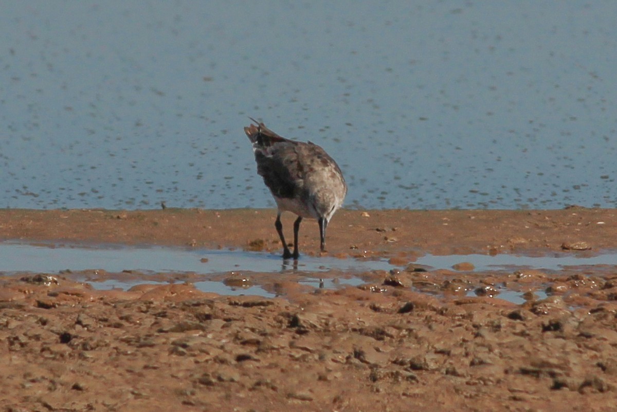 Correlimos Gordo - ML645537131