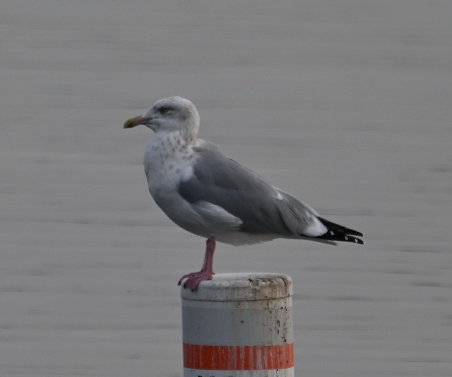 Gaviota Argéntea Americana - ML645537132