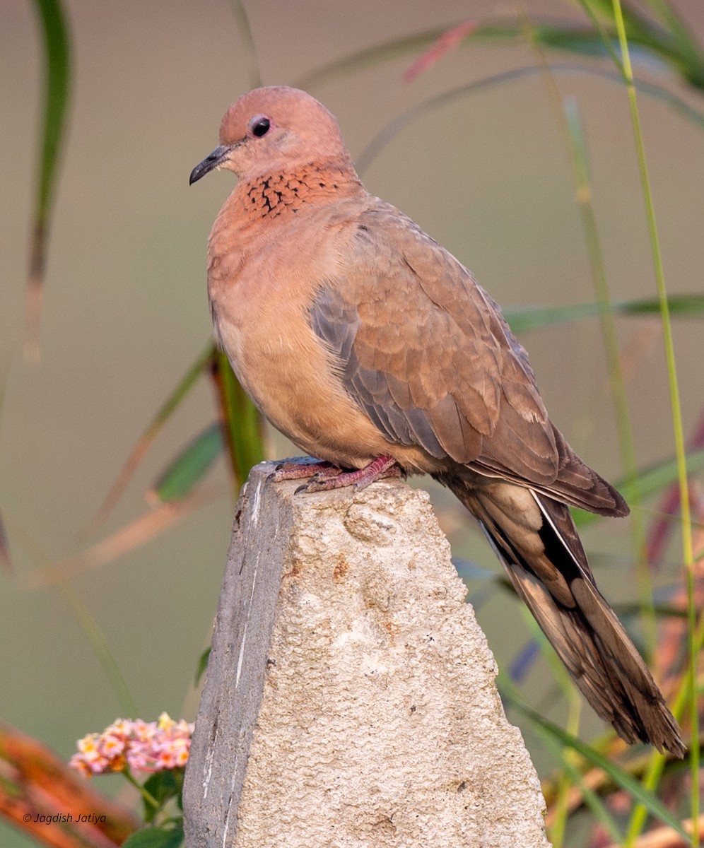 Tórtola Senegalesa - ML645537133