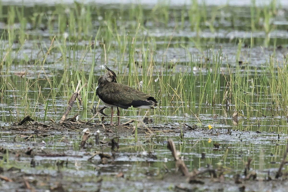 Avefría Europea - ML645537134