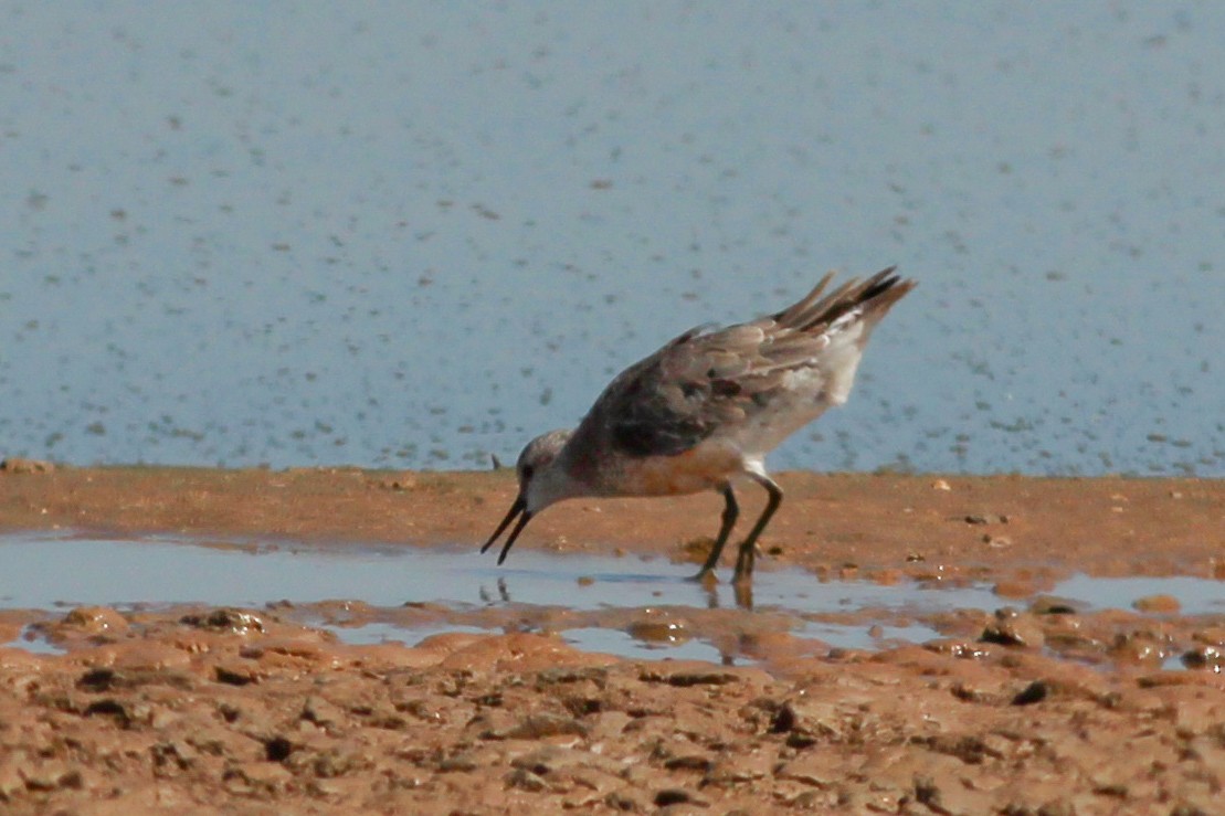 Correlimos Gordo - ML645537136