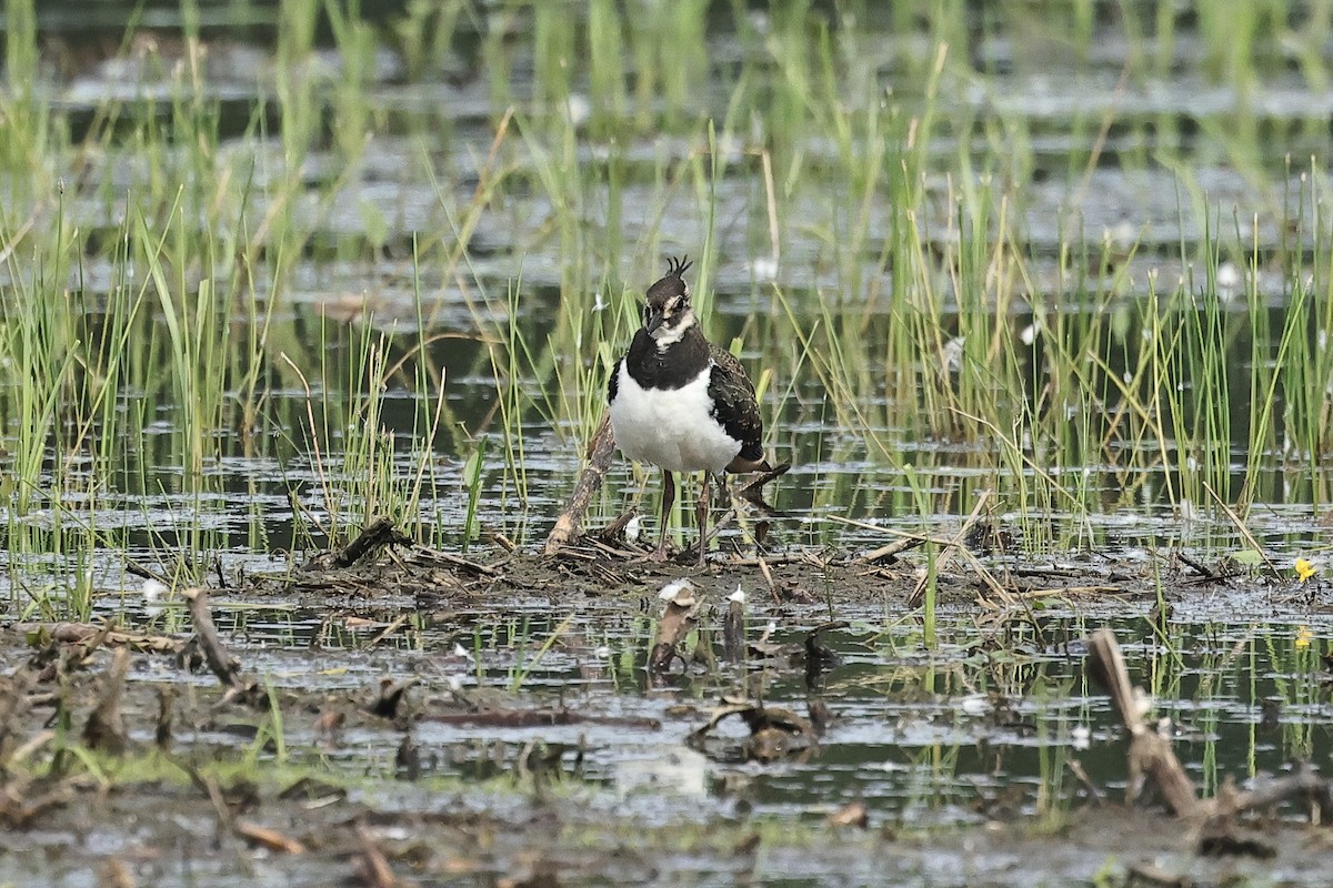 Avefría Europea - ML645537137