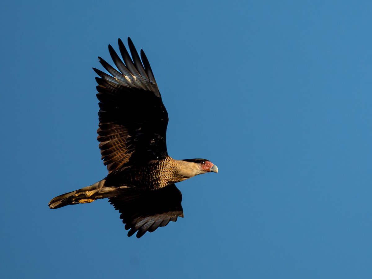 Caracara Carancho - ML645537139