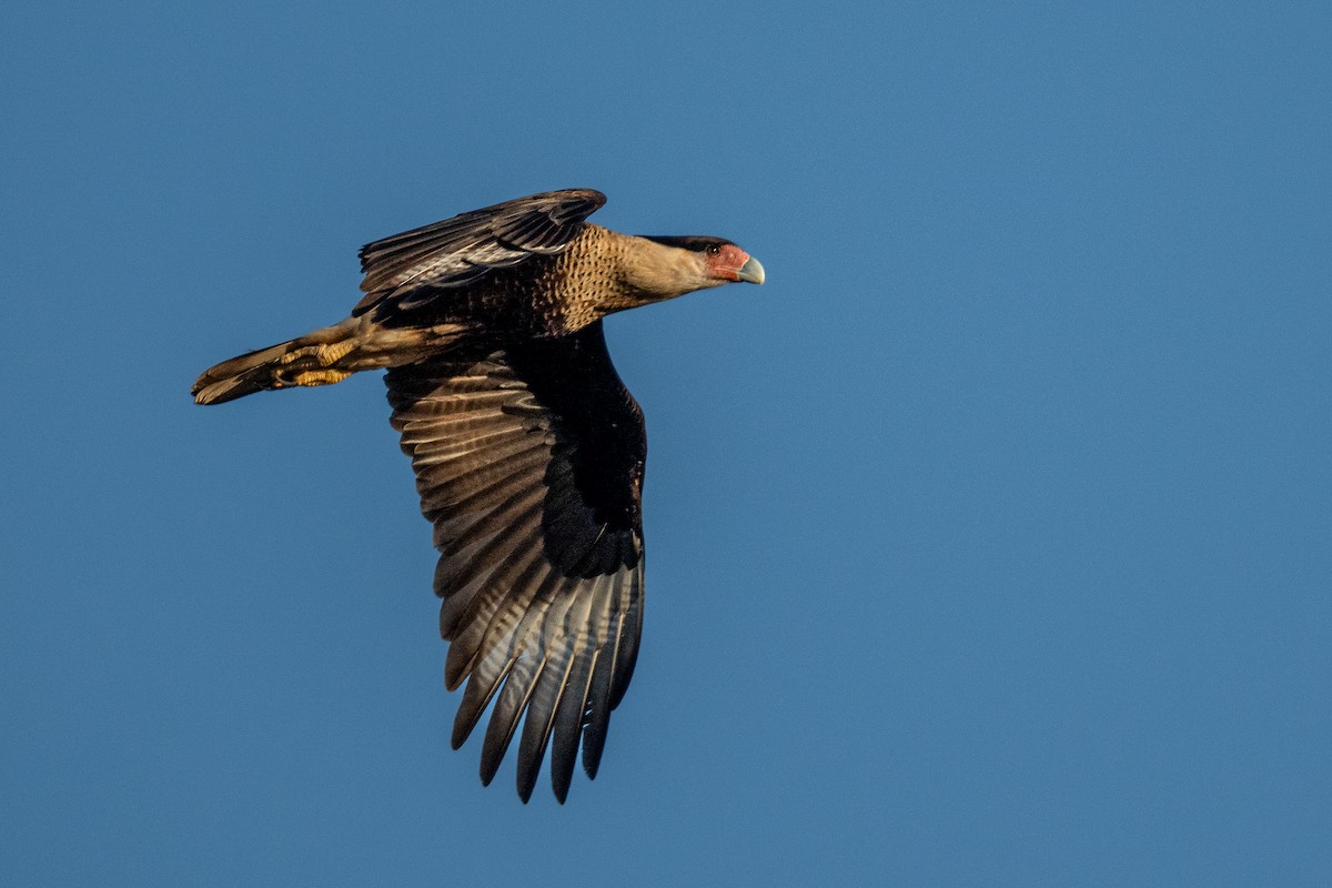 Caracara Carancho - ML645537140
