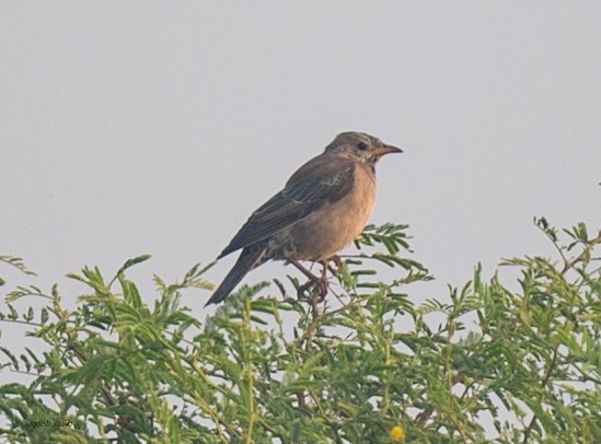 Estornino Rosado - ML645537141