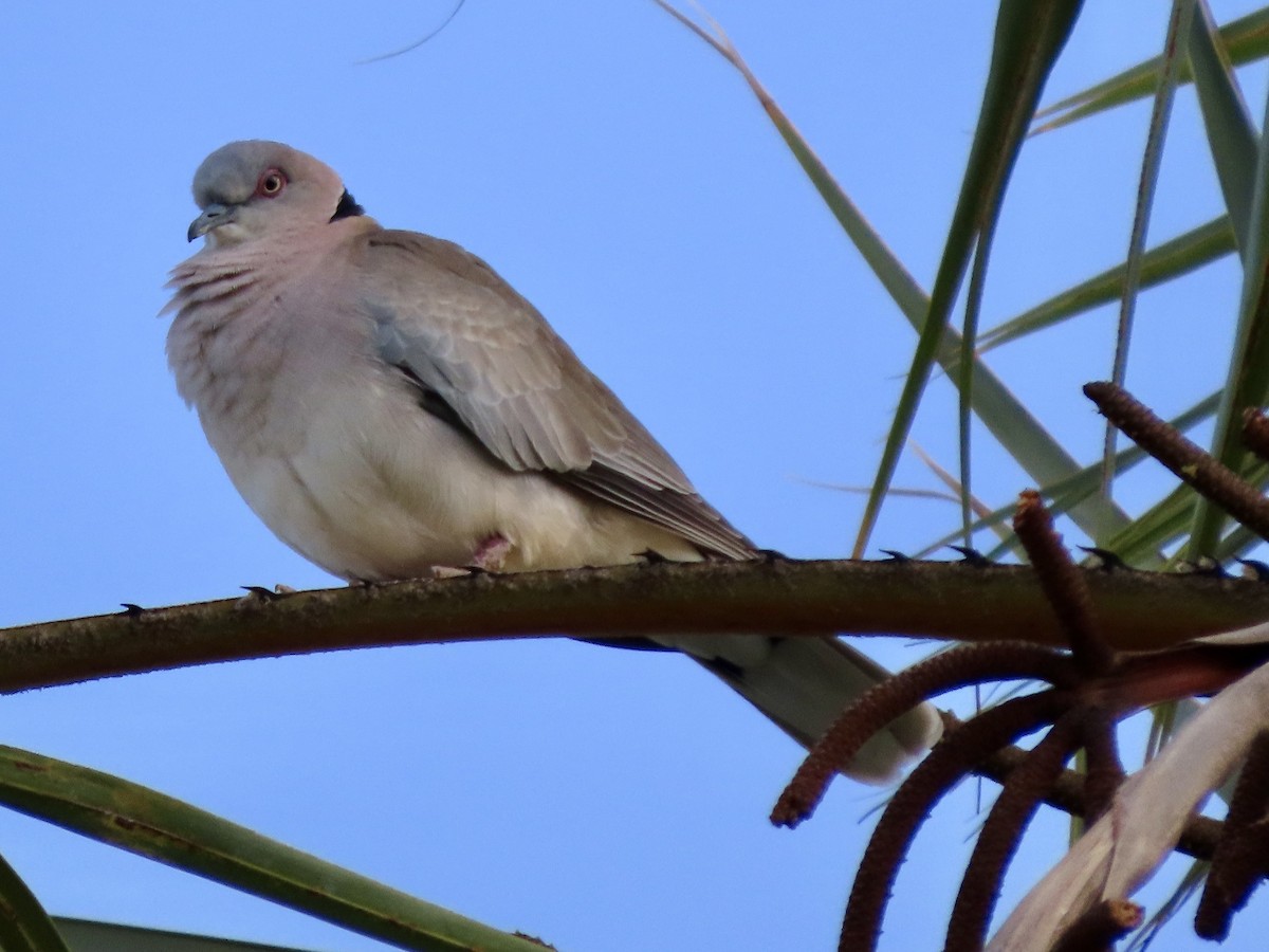 Tórtola Engañosa - ML645537142