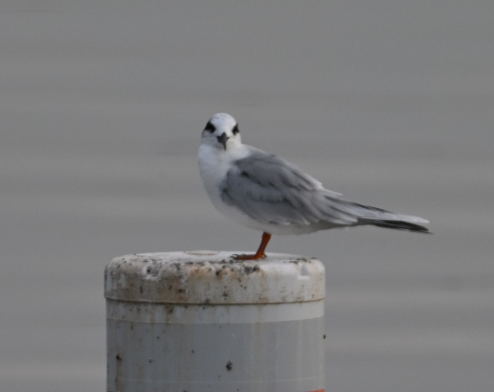 Charrán de Forster - ML645537143