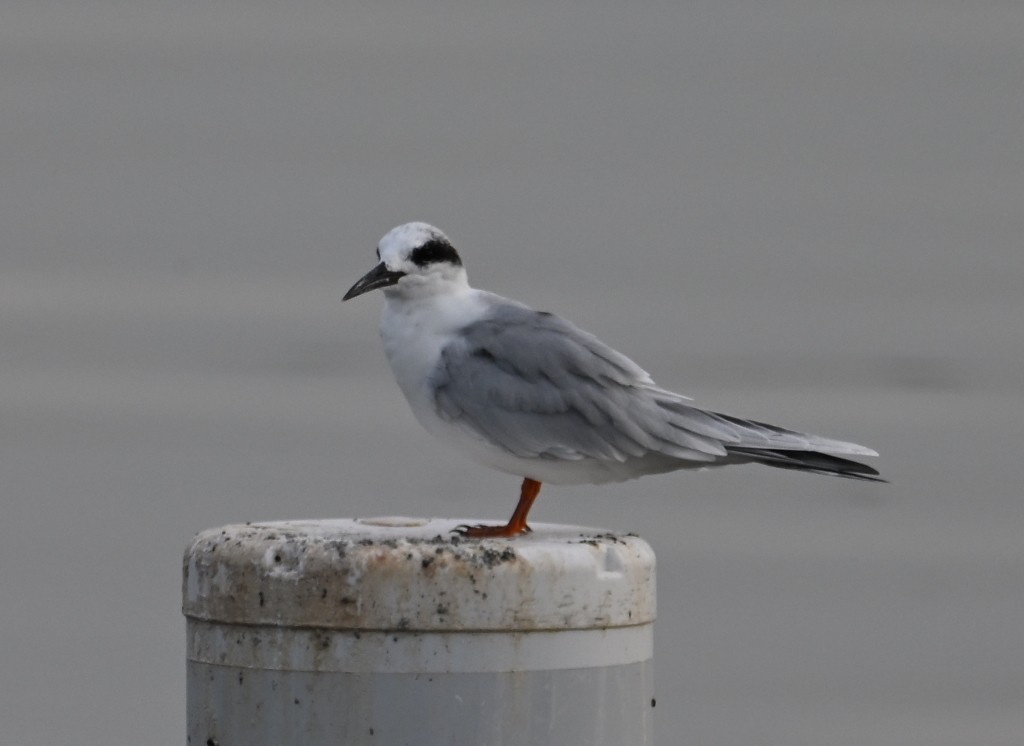 Charrán de Forster - ML645537144