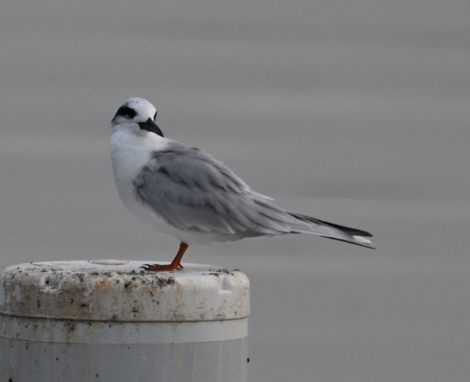 Charrán de Forster - ML645537145