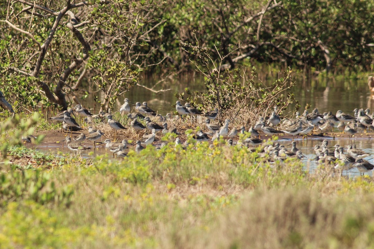 Archibebe Patigualdo Grande - ML645537147