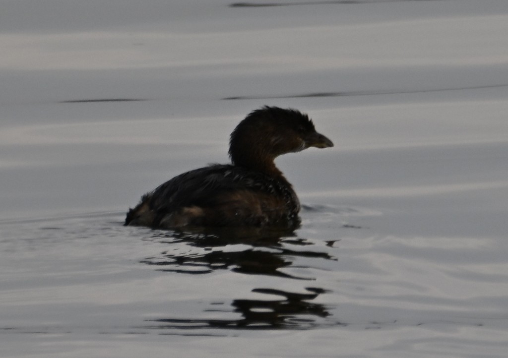 Zampullín Picogrueso - ML645537149