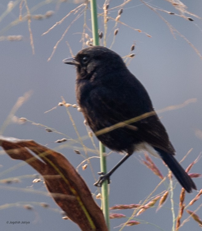 Tarabilla Pía - ML645537155