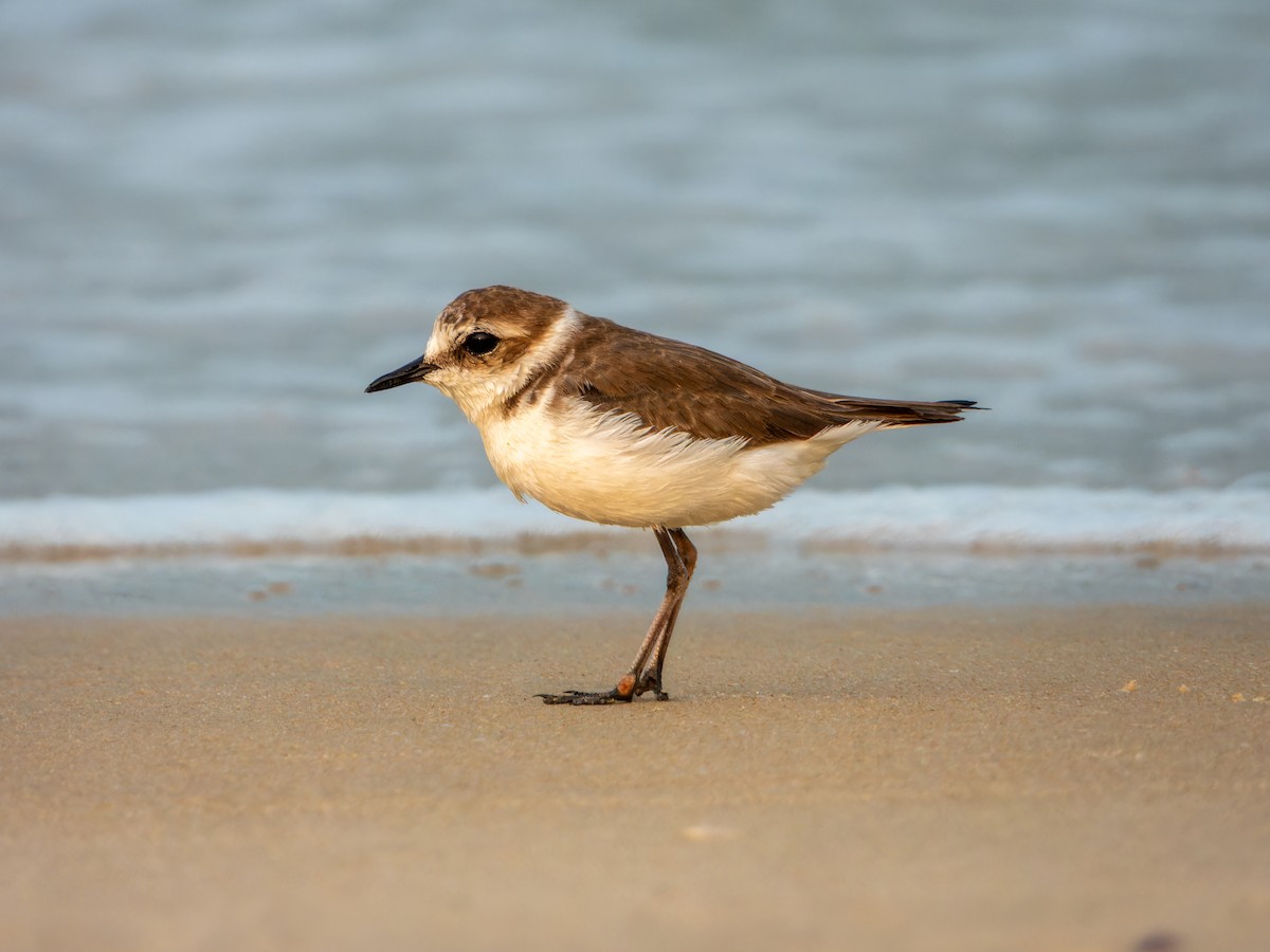 Chorlitejo Patinegro - ML645537159