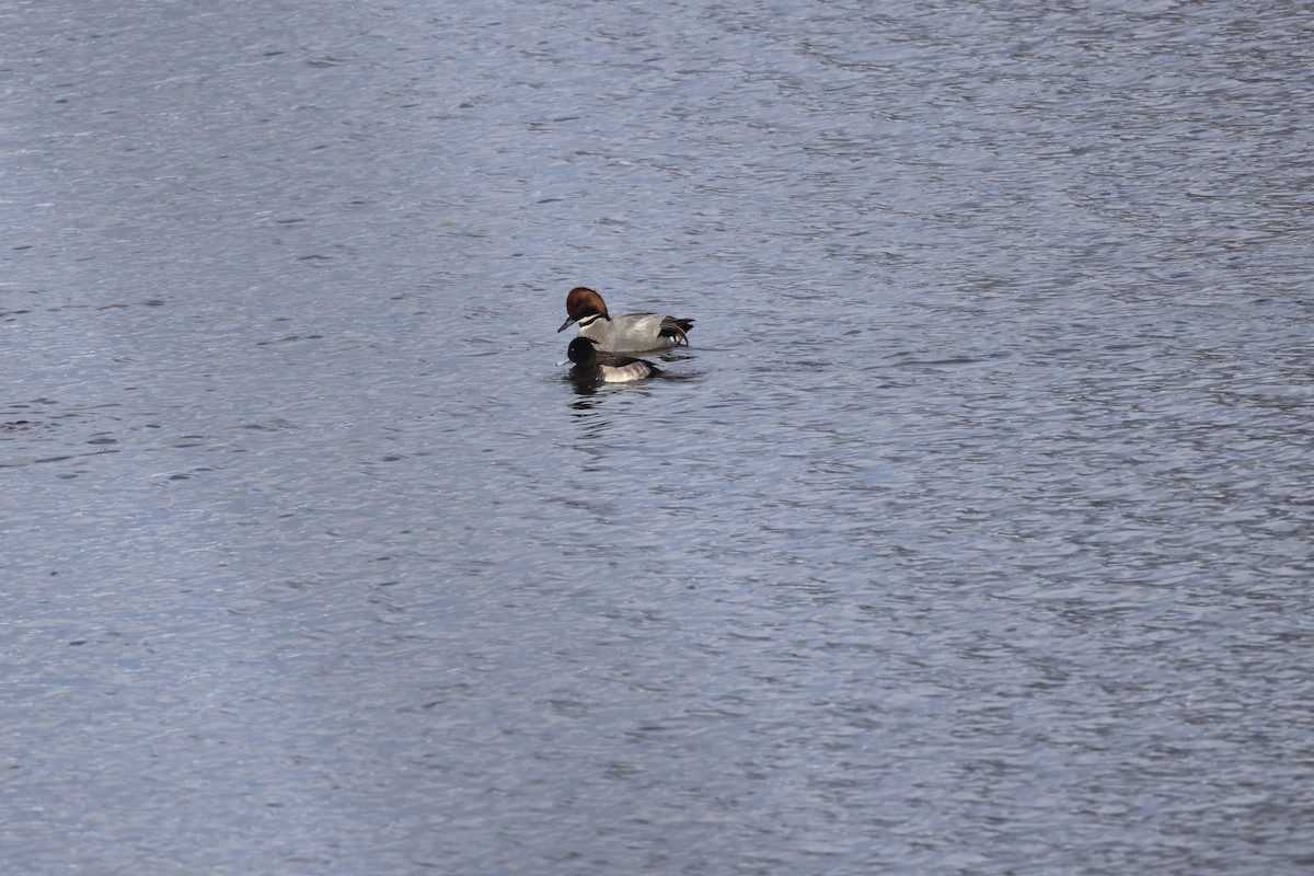 ヨシガモ - ML645537163