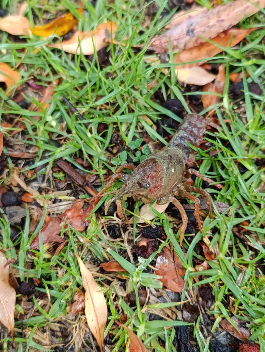 Red Swamp Crawfish - ML645537164