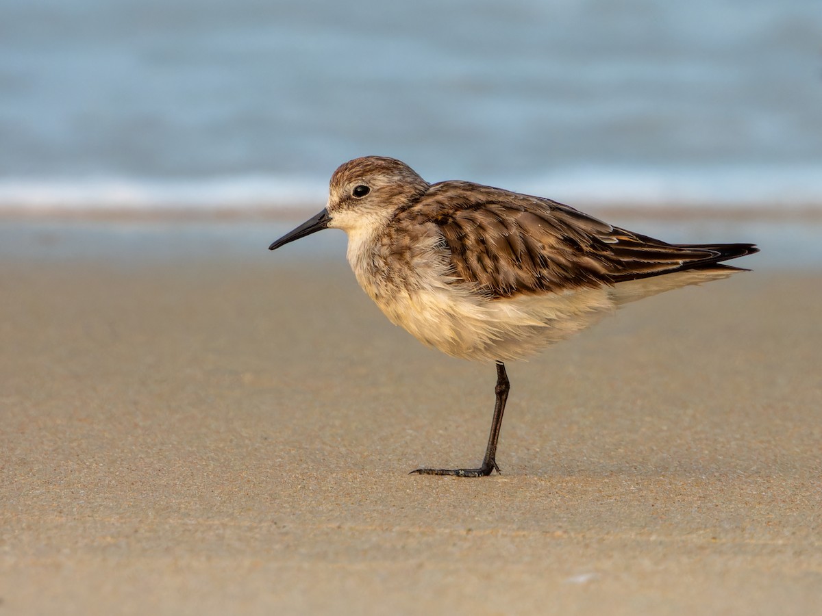 Küçük Kumkuşu - ML645537165