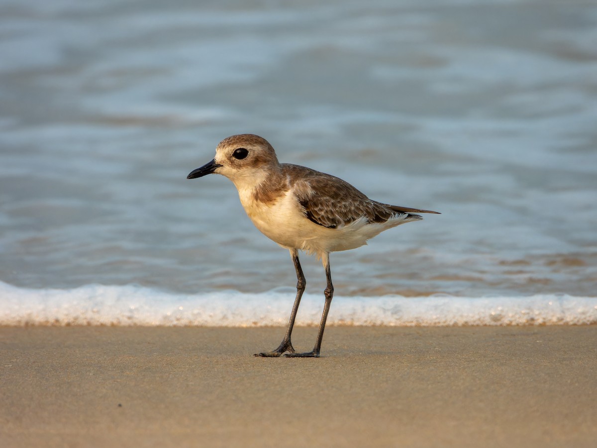 Tibet Cılıbıtı - ML645537168