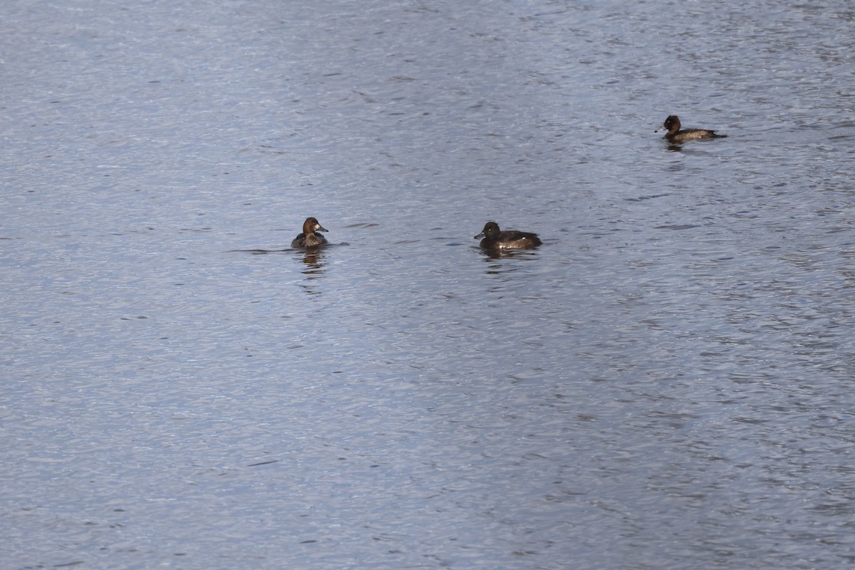 Tufted Duck - ML645537176