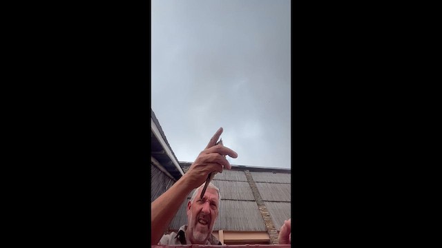 Сорокопуд терновий - ML645537188