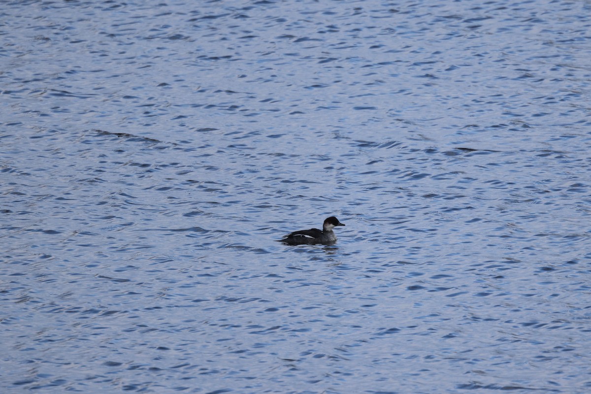 Smew - ML645537200