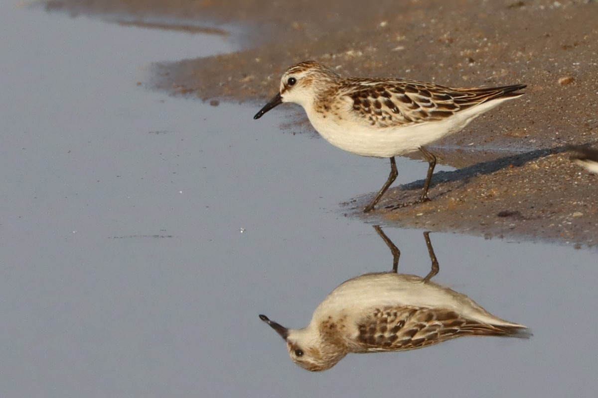 Küçük Kumkuşu - ML645537205