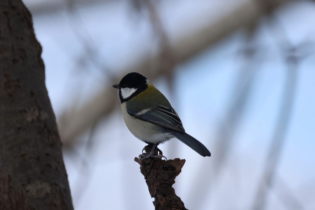 Asian Tit - ML645537208