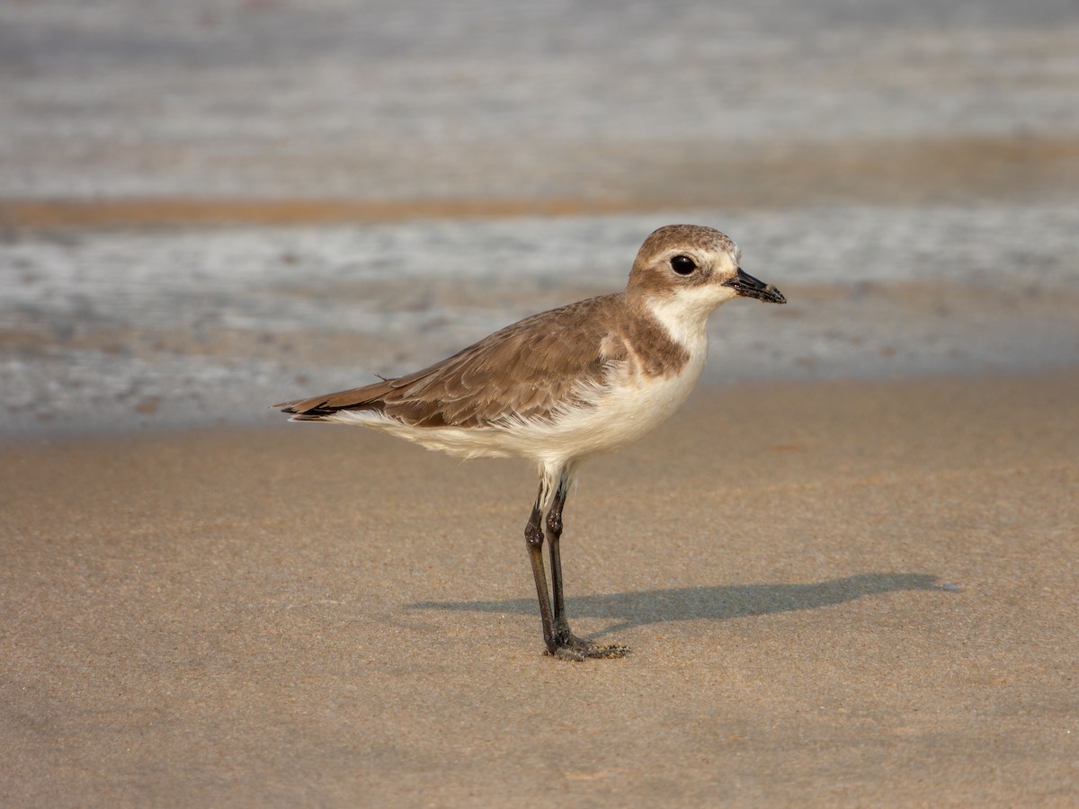 Tibet Cılıbıtı - ML645537211