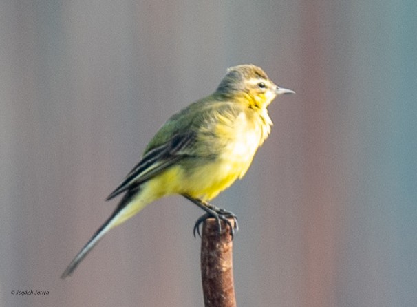 Citrine Wagtail (Gray-backed) - ML645537212