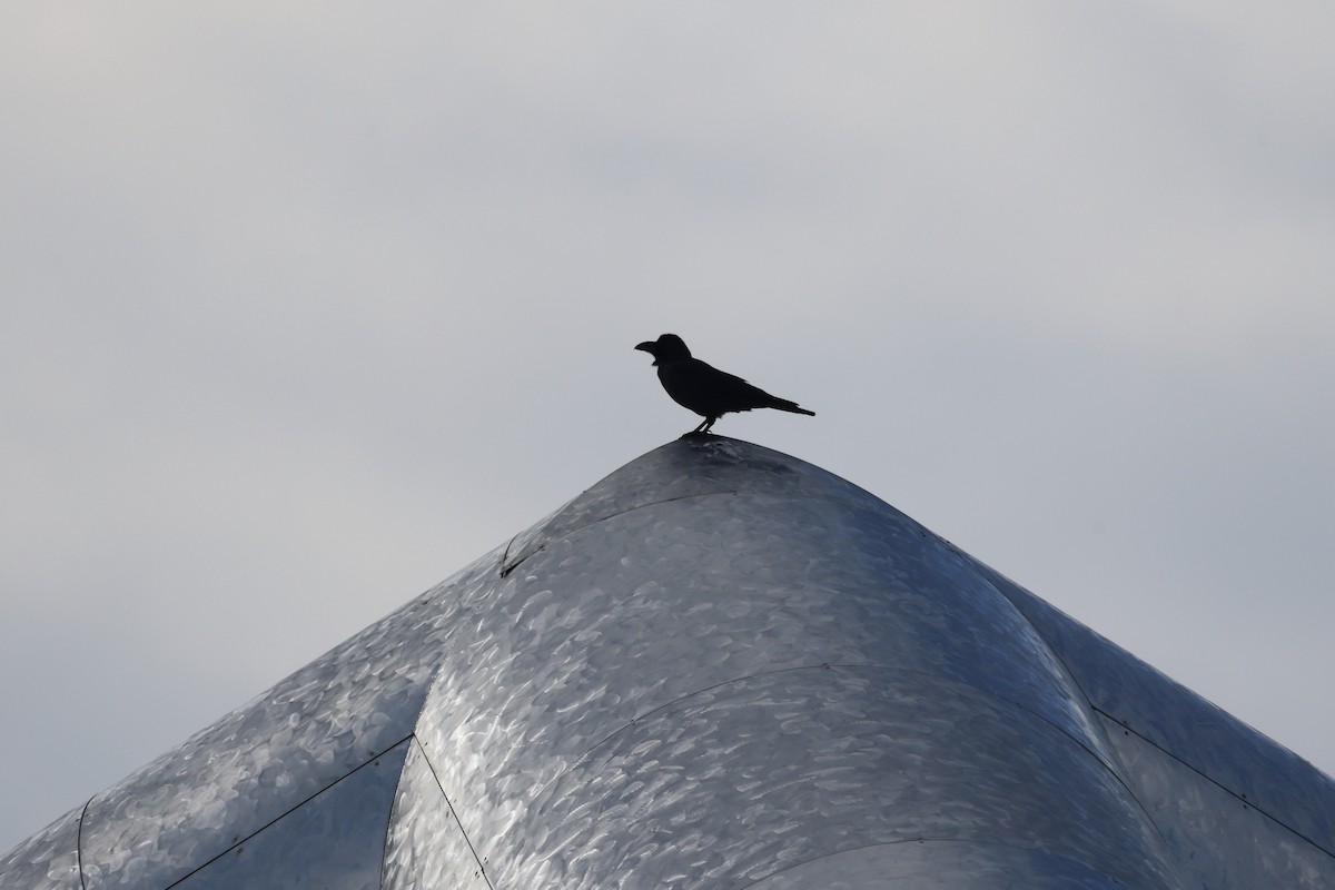 Large-billed Crow - ML645537213