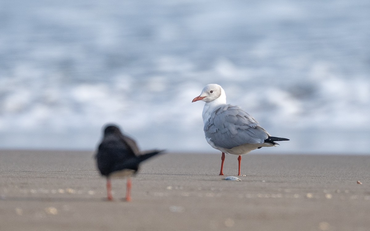 Gray-hooded Gull - ML645537223