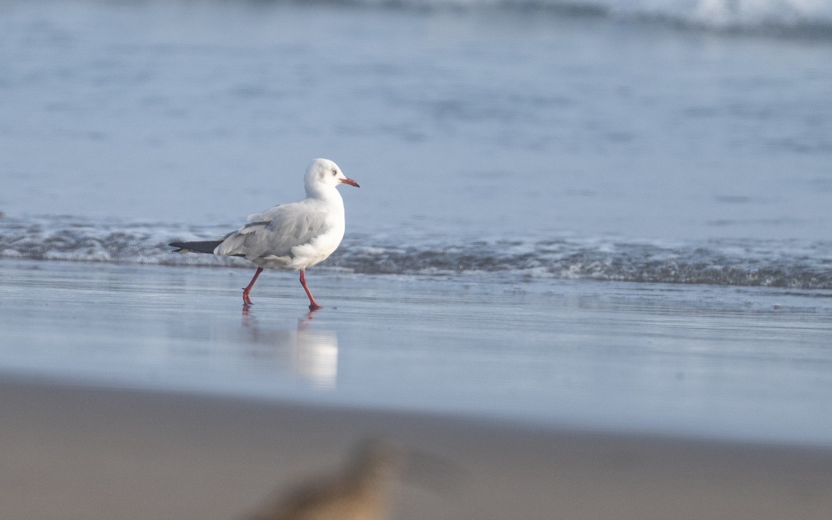 Gray-hooded Gull - ML645537224