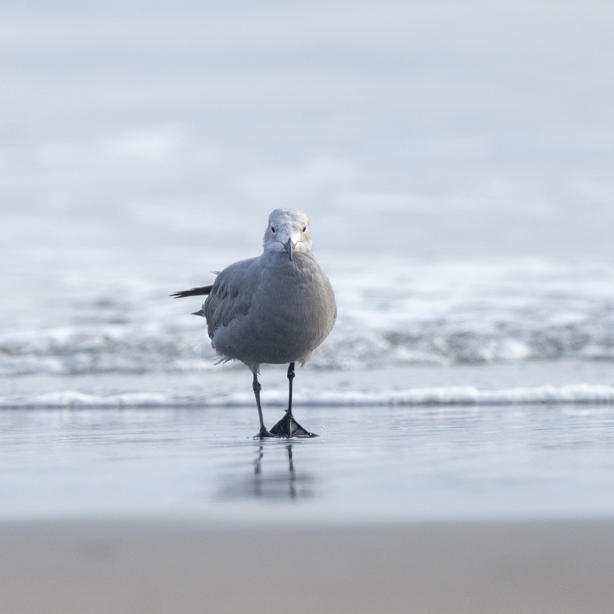 Kül Rengi Martı - ML645537239